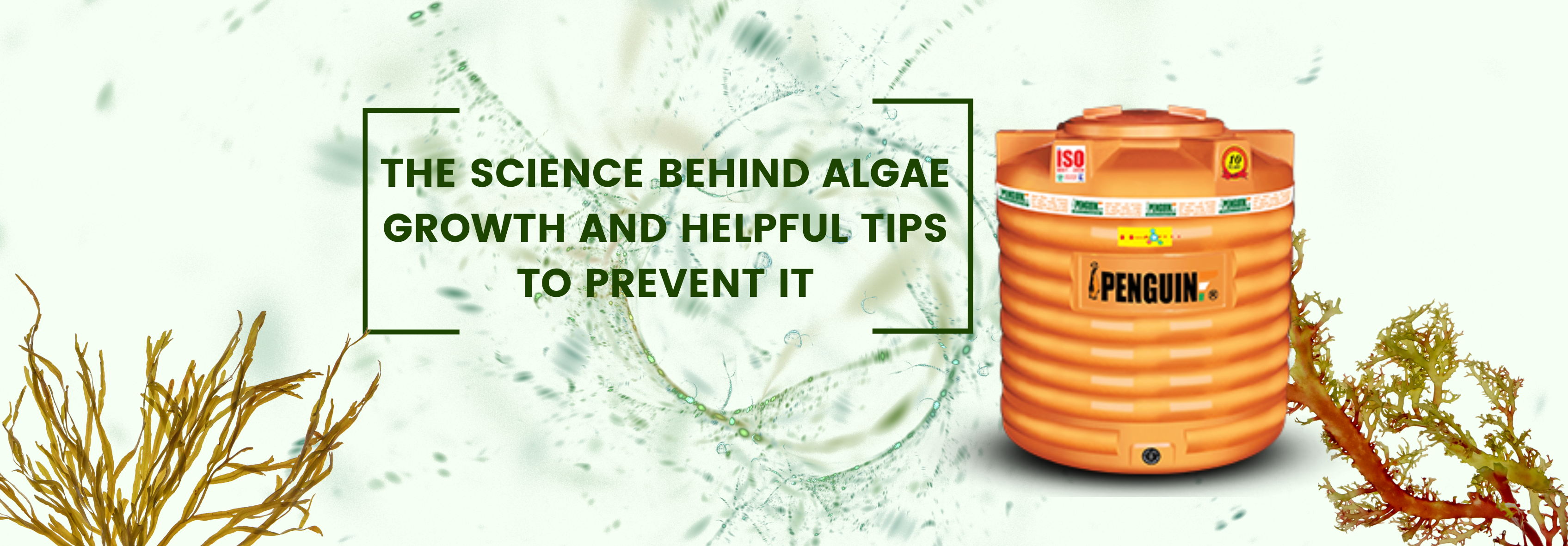 science behind algae growth